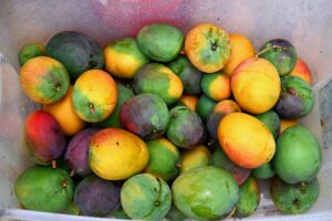 A bin of 20 or more yellow and green mangoes.