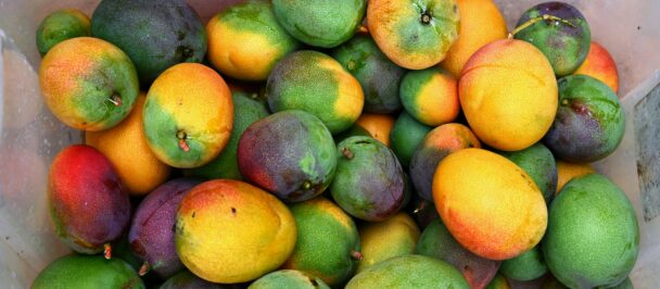 A bin of 20 or more yellow and green mangoes.